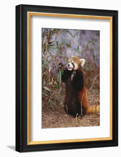 Red Panda Eating Bamboo Leaves-DLILLC-Framed Photographic Print