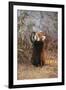 Red Panda Eating Bamboo Leaves-DLILLC-Framed Photographic Print
