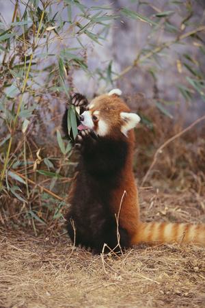 Red Panda Eating Bamboo Leaves Photographic Print Dlillc Art Com