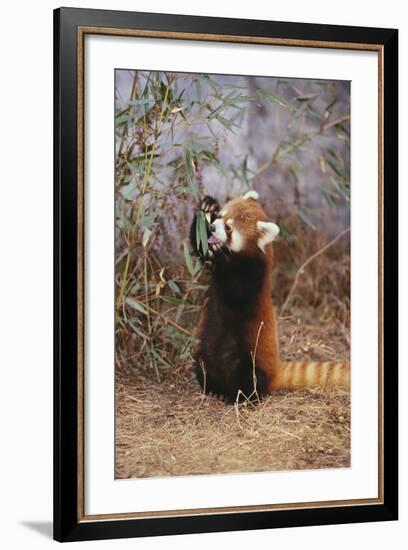 Red Panda Eating Bamboo Leaves-DLILLC-Framed Photographic Print