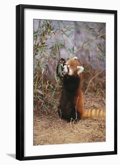 Red Panda Eating Bamboo Leaves-DLILLC-Framed Photographic Print