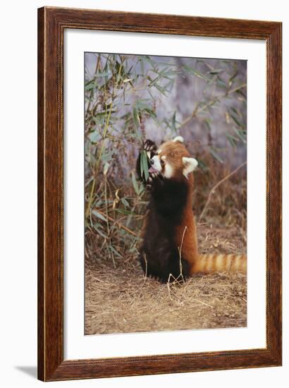 Red Panda Eating Bamboo Leaves-DLILLC-Framed Photographic Print