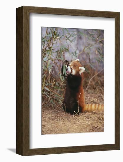 Red Panda Eating Bamboo Leaves-DLILLC-Framed Photographic Print