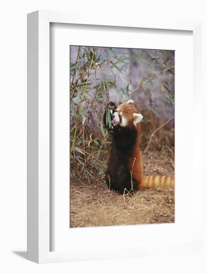 Red Panda Eating Bamboo Leaves-DLILLC-Framed Photographic Print