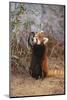 Red Panda Eating Bamboo Leaves-DLILLC-Mounted Photographic Print