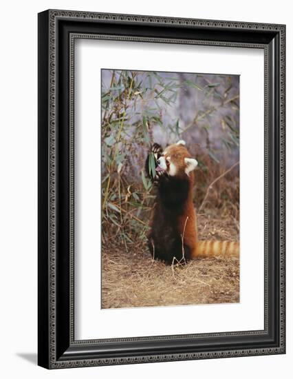 Red Panda Eating Bamboo Leaves-DLILLC-Framed Photographic Print