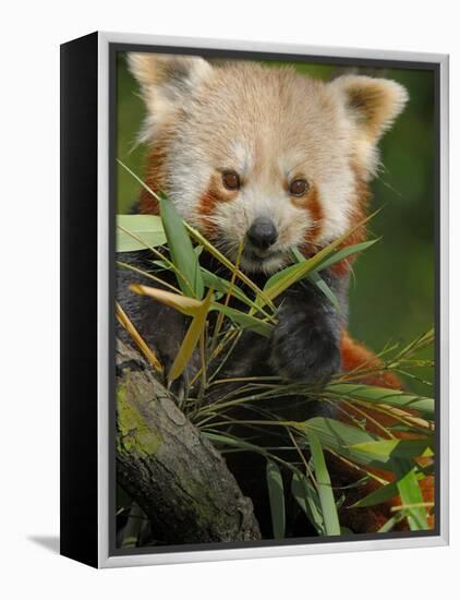 Red Panda Feeding on Bamboo Leaves, Iucn Red List of Endangered Species-Eric Baccega-Framed Premier Image Canvas