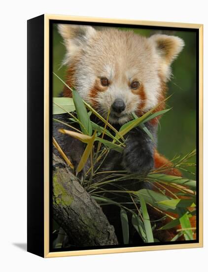 Red Panda Feeding on Bamboo Leaves, Iucn Red List of Endangered Species-Eric Baccega-Framed Premier Image Canvas