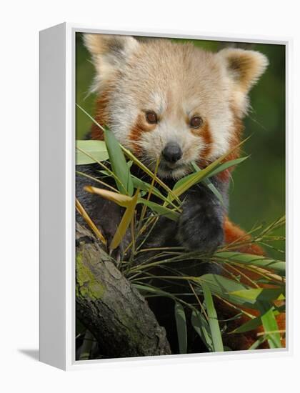 Red Panda Feeding on Bamboo Leaves, Iucn Red List of Endangered Species-Eric Baccega-Framed Premier Image Canvas