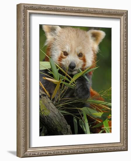 Red Panda Feeding on Bamboo Leaves, Iucn Red List of Endangered Species-Eric Baccega-Framed Photographic Print