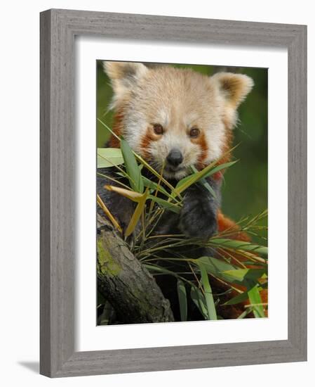 Red Panda Feeding on Bamboo Leaves, Iucn Red List of Endangered Species-Eric Baccega-Framed Photographic Print