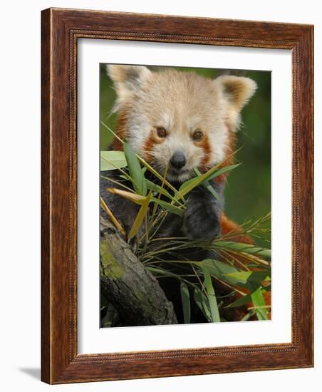 Red Panda Feeding on Bamboo Leaves, Iucn Red List of Endangered Species-Eric Baccega-Framed Photographic Print