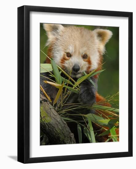 Red Panda Feeding on Bamboo Leaves, Iucn Red List of Endangered Species-Eric Baccega-Framed Photographic Print