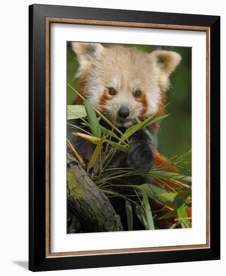 Red Panda Feeding on Bamboo Leaves, Iucn Red List of Endangered Species-Eric Baccega-Framed Photographic Print