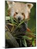 Red Panda Feeding on Bamboo Leaves, Iucn Red List of Endangered Species-Eric Baccega-Mounted Photographic Print