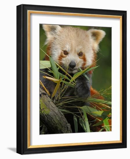 Red Panda Feeding on Bamboo Leaves, Iucn Red List of Endangered Species-Eric Baccega-Framed Photographic Print