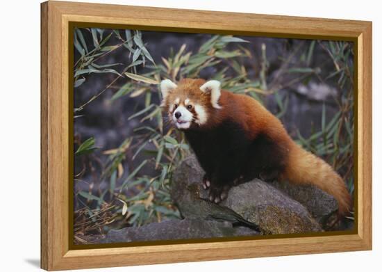 Red Panda on Rock-DLILLC-Framed Premier Image Canvas