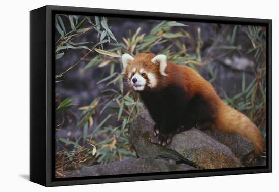 Red Panda on Rock-DLILLC-Framed Premier Image Canvas