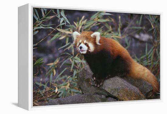 Red Panda on Rock-DLILLC-Framed Premier Image Canvas