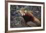 Red Panda on Rock-DLILLC-Framed Photographic Print