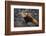 Red Panda on Rock-DLILLC-Framed Photographic Print