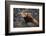 Red Panda on Rock-DLILLC-Framed Photographic Print