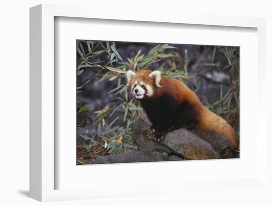 Red Panda on Rock-DLILLC-Framed Photographic Print