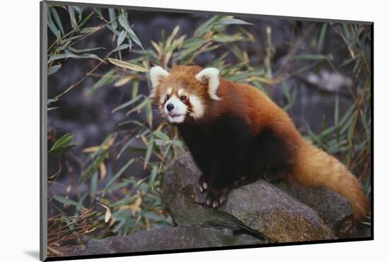 Red Panda on Rock-DLILLC-Mounted Photographic Print