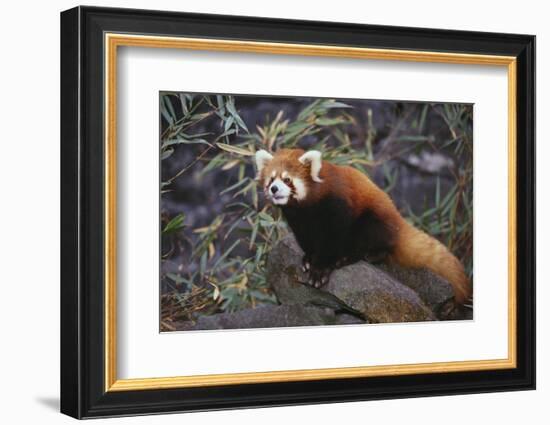 Red Panda on Rock-DLILLC-Framed Photographic Print