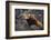 Red Panda on Rock-DLILLC-Framed Photographic Print