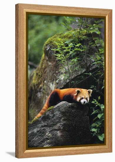 Red Panda Resting on Rock-DLILLC-Framed Premier Image Canvas