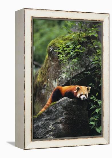 Red Panda Resting on Rock-DLILLC-Framed Premier Image Canvas