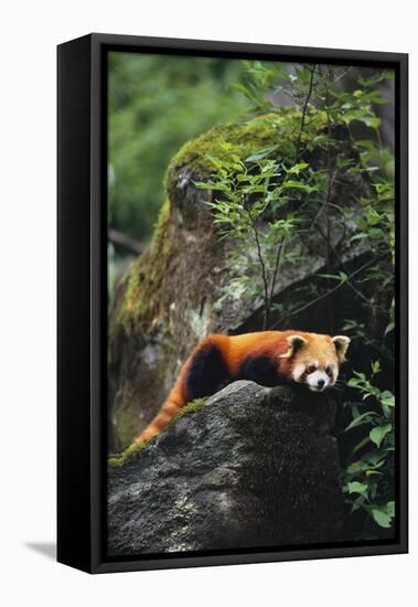 Red Panda Resting on Rock-DLILLC-Framed Premier Image Canvas