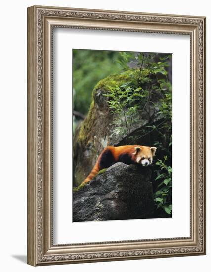 Red Panda Resting on Rock-DLILLC-Framed Photographic Print