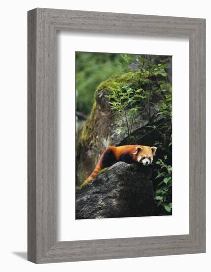 Red Panda Resting on Rock-DLILLC-Framed Photographic Print