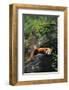 Red Panda Resting on Rock-DLILLC-Framed Photographic Print