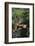 Red Panda Resting on Rock-DLILLC-Framed Photographic Print