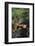 Red Panda Resting on Rock-DLILLC-Framed Photographic Print