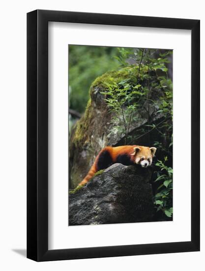 Red Panda Resting on Rock-DLILLC-Framed Photographic Print