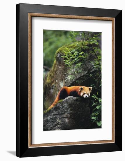 Red Panda Resting on Rock-DLILLC-Framed Photographic Print