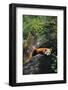 Red Panda Resting on Rock-DLILLC-Framed Photographic Print