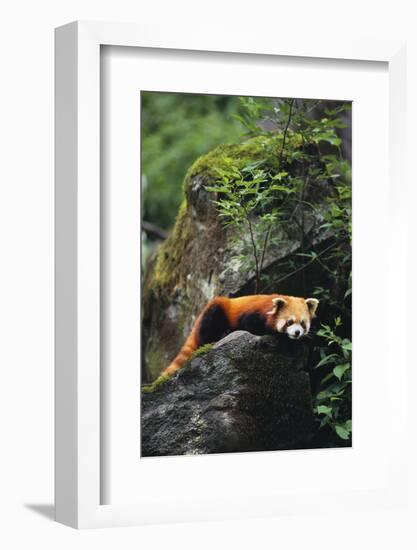 Red Panda Resting on Rock-DLILLC-Framed Photographic Print