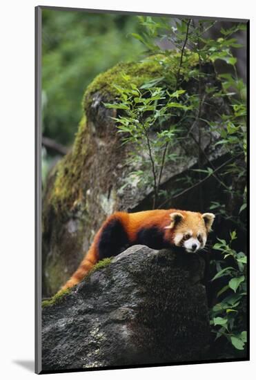 Red Panda Resting on Rock-DLILLC-Mounted Photographic Print