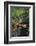 Red Panda Resting on Rock-DLILLC-Framed Photographic Print