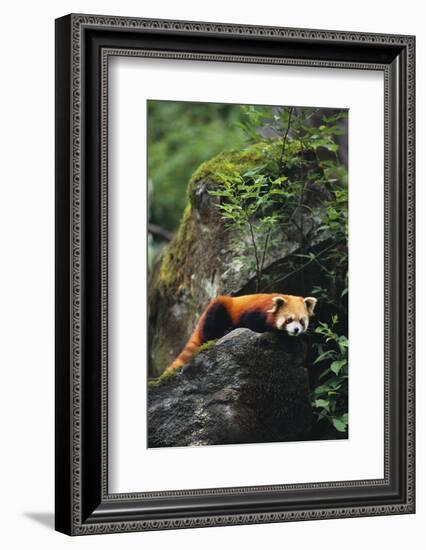 Red Panda Resting on Rock-DLILLC-Framed Photographic Print