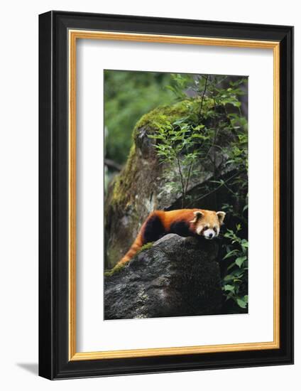 Red Panda Resting on Rock-DLILLC-Framed Photographic Print