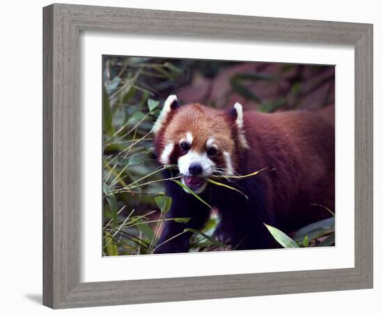 Red Panda Shining Cat Eating Bamboo, Chengdu, Sichuan, China-William Perry-Framed Photographic Print