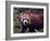 Red Panda Shining Cat Eating Bamboo, Chengdu, Sichuan, China-William Perry-Framed Photographic Print