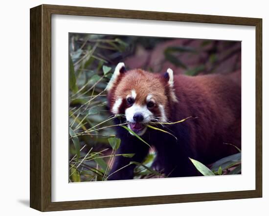 Red Panda Shining Cat Eating Bamboo, Chengdu, Sichuan, China-William Perry-Framed Photographic Print