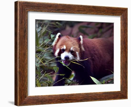 Red Panda Shining Cat Eating Bamboo, Chengdu, Sichuan, China-William Perry-Framed Photographic Print